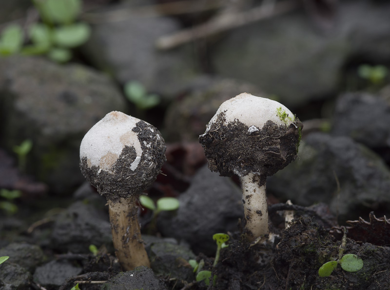 Tulostoma pulchellum